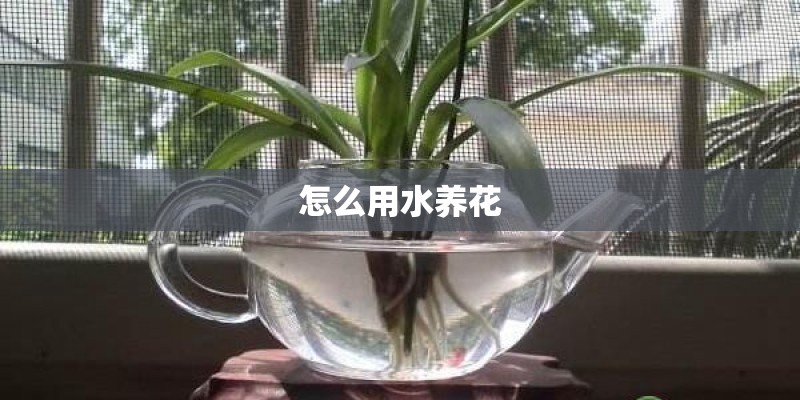 怎么用水养花