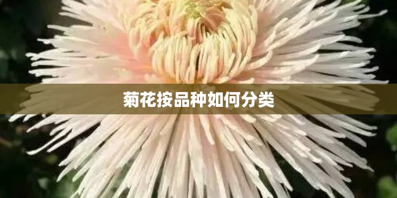 菊花按品种如何分类