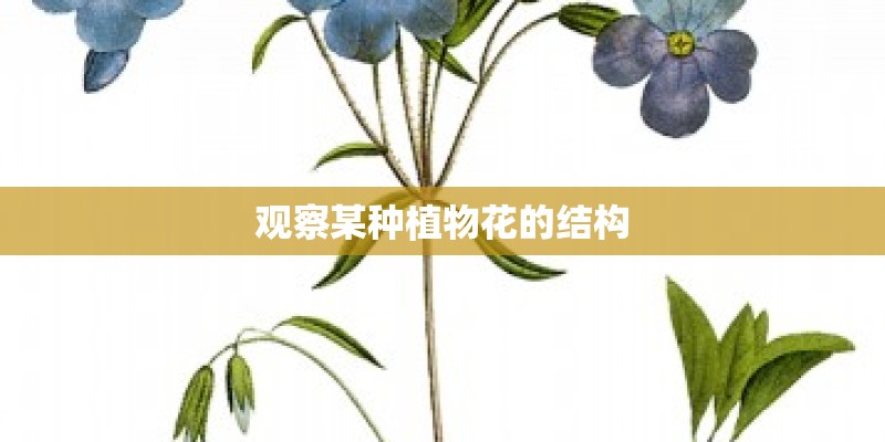 观察某种植物花的结构
