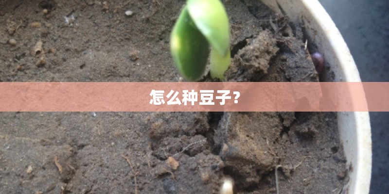 怎么种豆子？