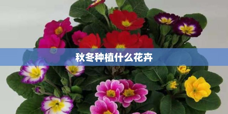 专门处理污水的植物 专门处理污水的植物有哪些